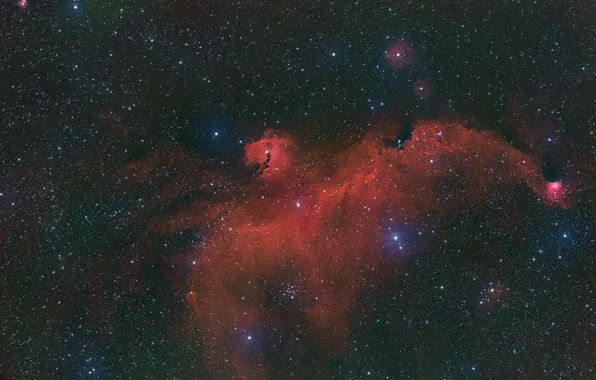 Nebula, Seagull, The Milky Way