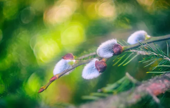 Macro, light, nature, blur, branch, spring, needles, pussies