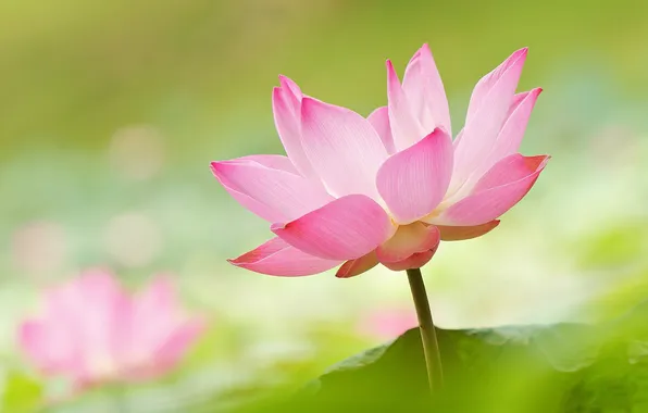 Picture flower, water, petals, Lotus