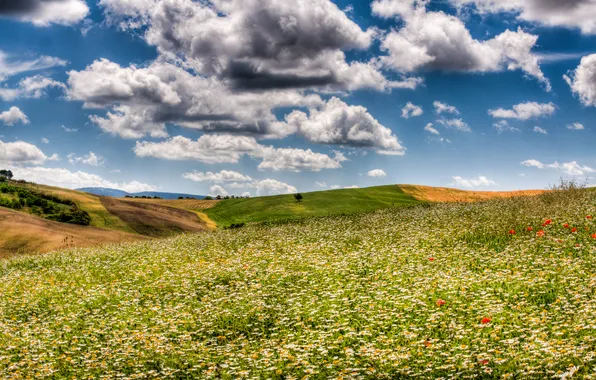 Field, the sky, clouds, field, chamomile