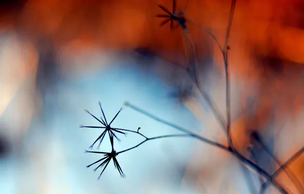 Autumn, grass, nature, plant