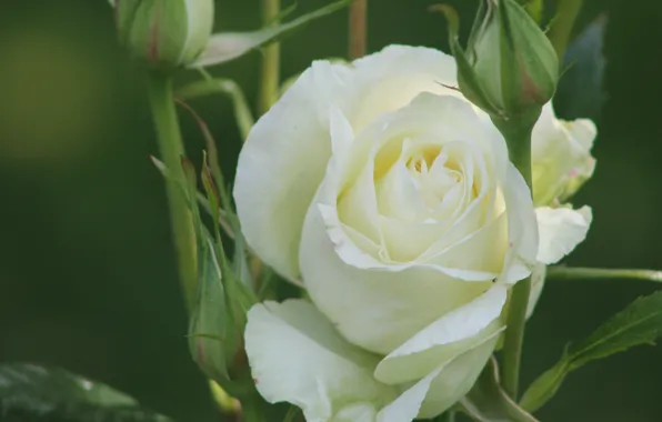 Macro, rose, buds, white rose