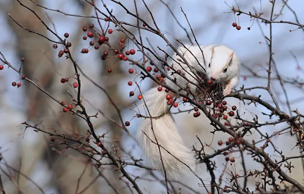 Nature, berries, protein