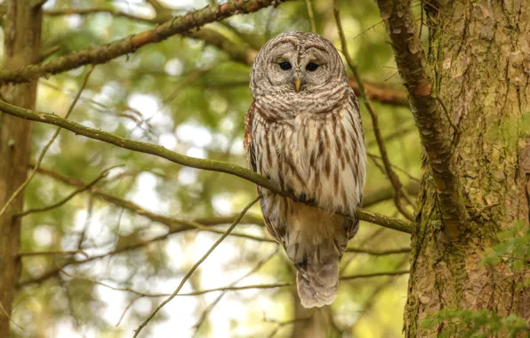 Picture trees, branches, background, owl, bird, bokeh, owl