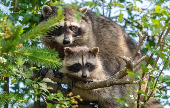 Branches, cub, raccoons