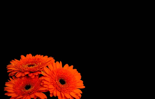 Picture flowers, black background, gerbera