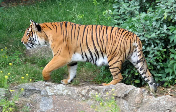 Walk, Indochinese tiger (Panthera tigris corbetti), review site, the scrutinizing, Berlin zoo (Zoologischer Garten Berlin)