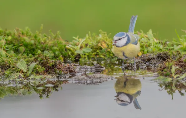 Water, reflection, bird, tit, blue tit