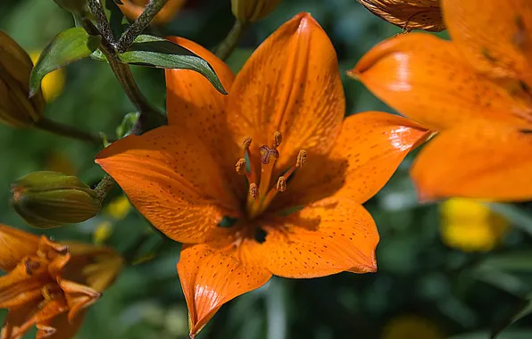 Picture Lily, petals, garden, meadow