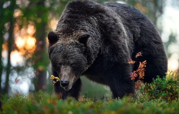 Nature, bear, brown