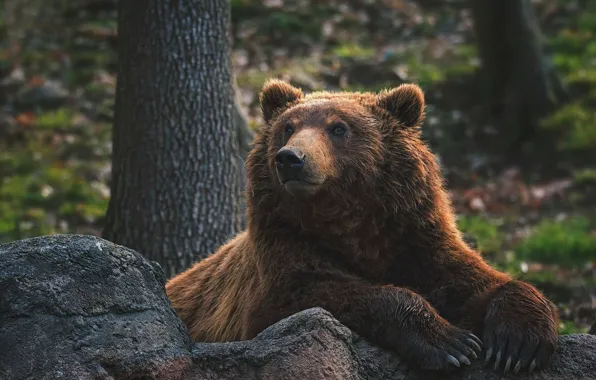 Face, stones, portrait, paws, bear, claws, the Bruins