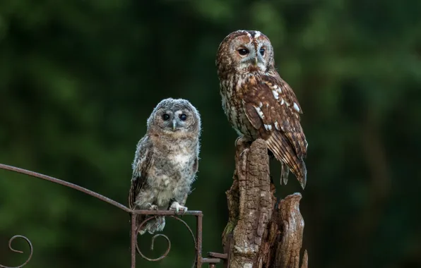 Birds, owl, the fence, owls, owlet