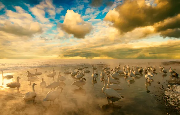 HORIZON, The SKY, CLOUDS, PACK, BIRDS, SWANS