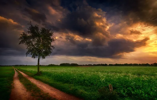 Picture road, field, trees, clouds
