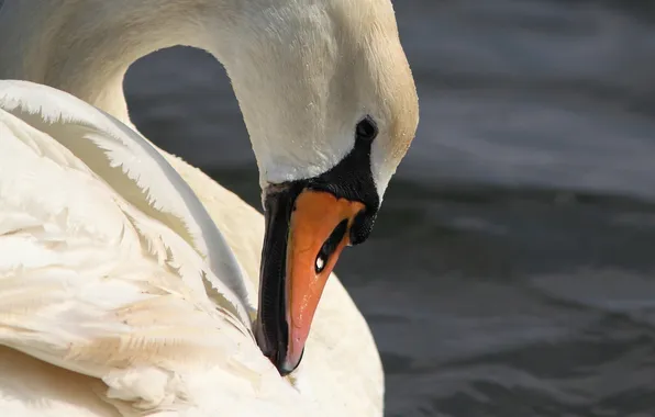 Picture white, bird, beak, grace, profile, Swan, neck
