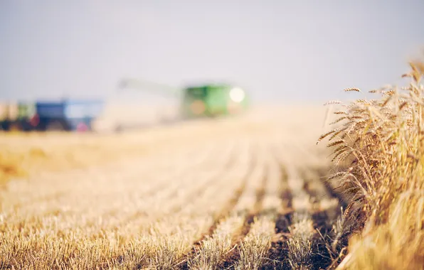 Field, summer, ears