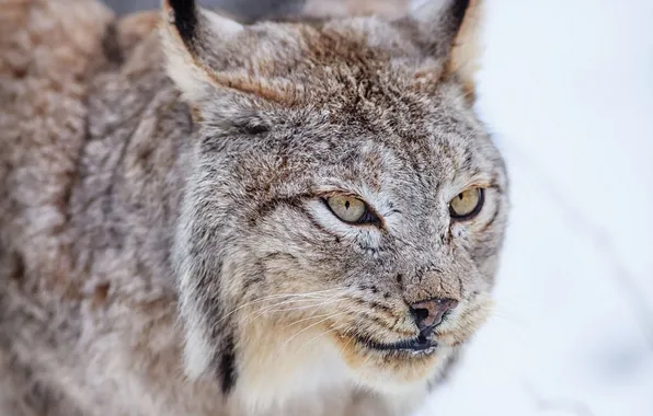 Picture face, predator, lynx