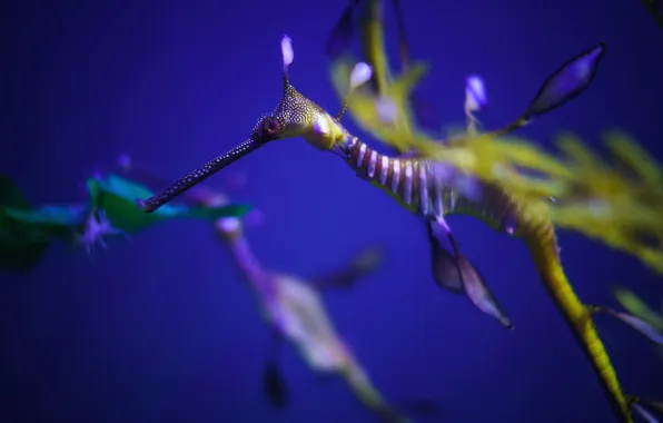 Water, nature, Sea Dragon