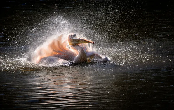 Water, squirt, bathing, Pelican