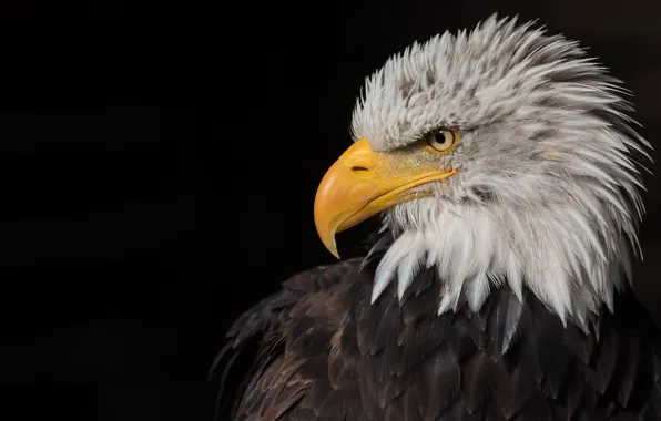 Look, bird, eagle, portrait, black background, predatory, bald eagle
