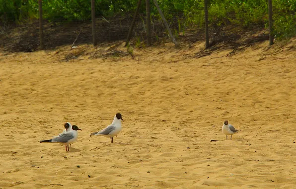 Beach, bird, seagul