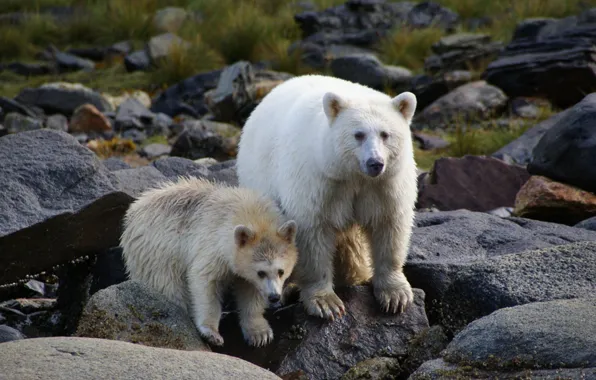 Picture american black bear, spirit-bears, british-columbia, Kermode bear