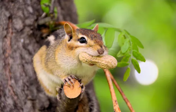 Look, leaves, pose, green, background, tree, walnut, muzzle