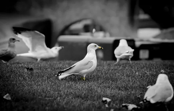 Seagulls, beak, b/W