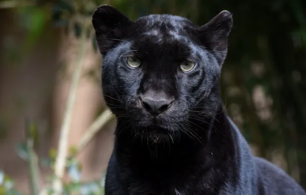 Picture face, portrait, predator, Panther, wild cat, zoo, black leopard