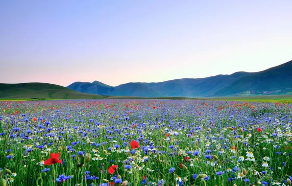 Field, the sky, flowers, mountains, Maki, chamomile, valley, self