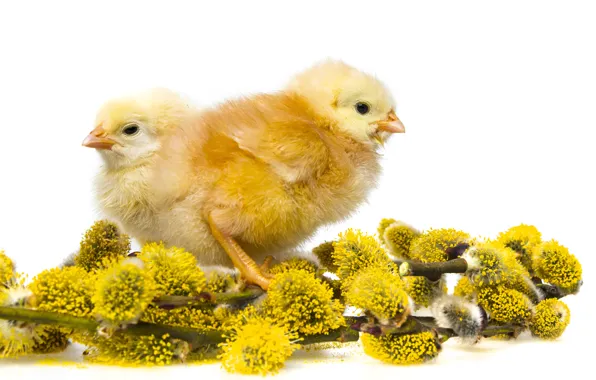 Birds, chickens, white background, chicken, Chicks, Verba