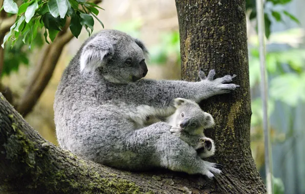 Picture trees, baby, Koala