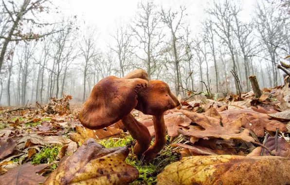 Picture forest, nature, mushrooms