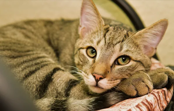 Picture cat, cat, look, face, grey, portrait, paws, lies
