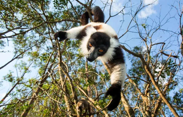 Picture face, leaves, branches, pose, lemur, view, hanging