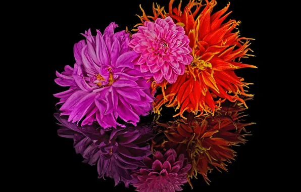 Picture reflection, bouquet, petals