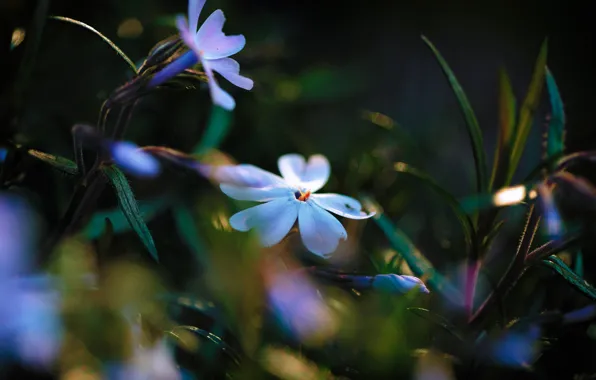 Leaves, light, flowers, glare, lighting, Phlox, blue and white