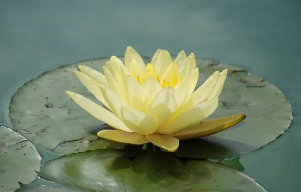 Leaves, Lily, water Lily