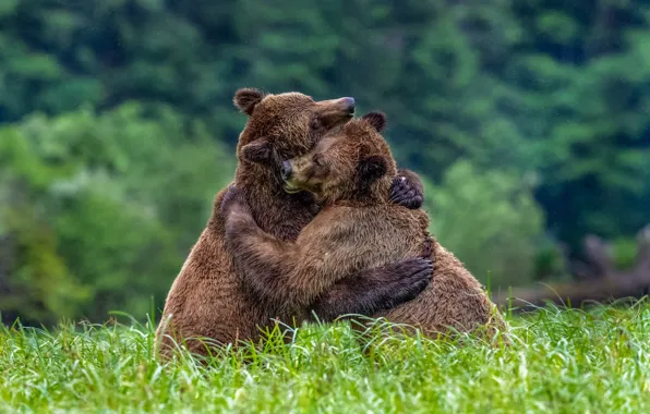 Summer, grass, pose, background, glade, bear, bears, hugs