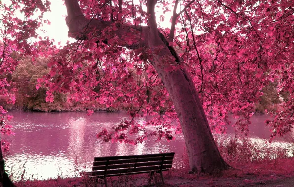 FOREST, TREE, BENCH, LEAVES, POND, BRANCHES, PINK, POND