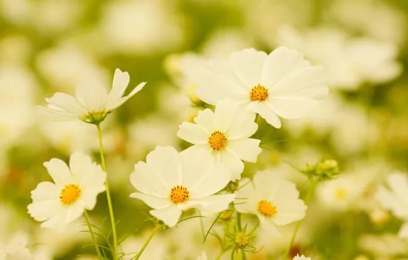 Picture field, summer, space, flowers, green, background, glade, white
