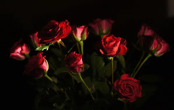 Picture light, roses, bouquet, petals, Bud