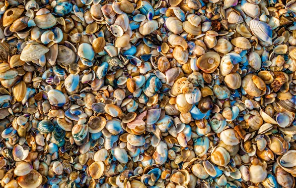 Orange, blue, shore, color, texture, shell, placer, different
