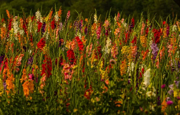 Field, flowers, nature, gladiolus