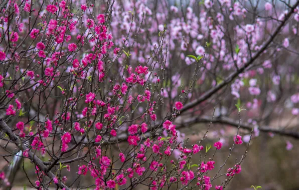 Flowers, branches, Park, bright, branch, spring, garden, Sakura