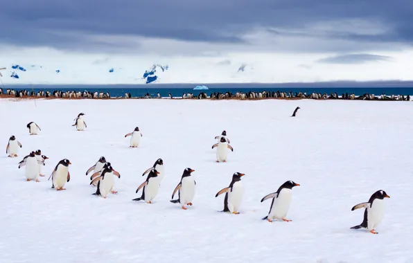 Winter, the sky, snow, birds, nature, pose, shore, penguins