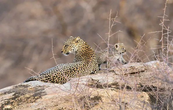 Picture leopard, Africa, Kenya, Samburu