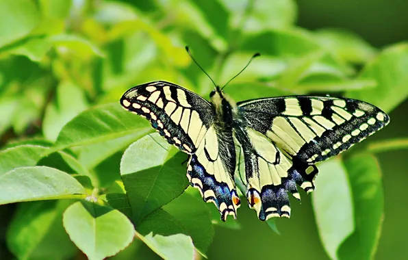 Leaves, microsemi, butterfly, wings, insect, beautiful, closeup