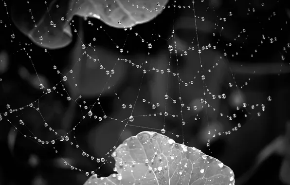 Picture ROSA, WATER, DROPS, LEAVES, Black and WHITE, PUTIN