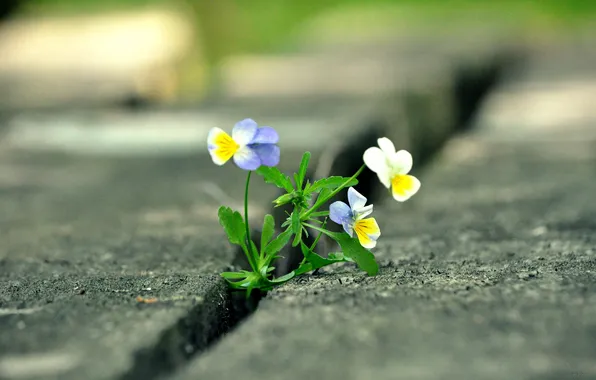 Flowers, Pansy, Bush, Rosalina